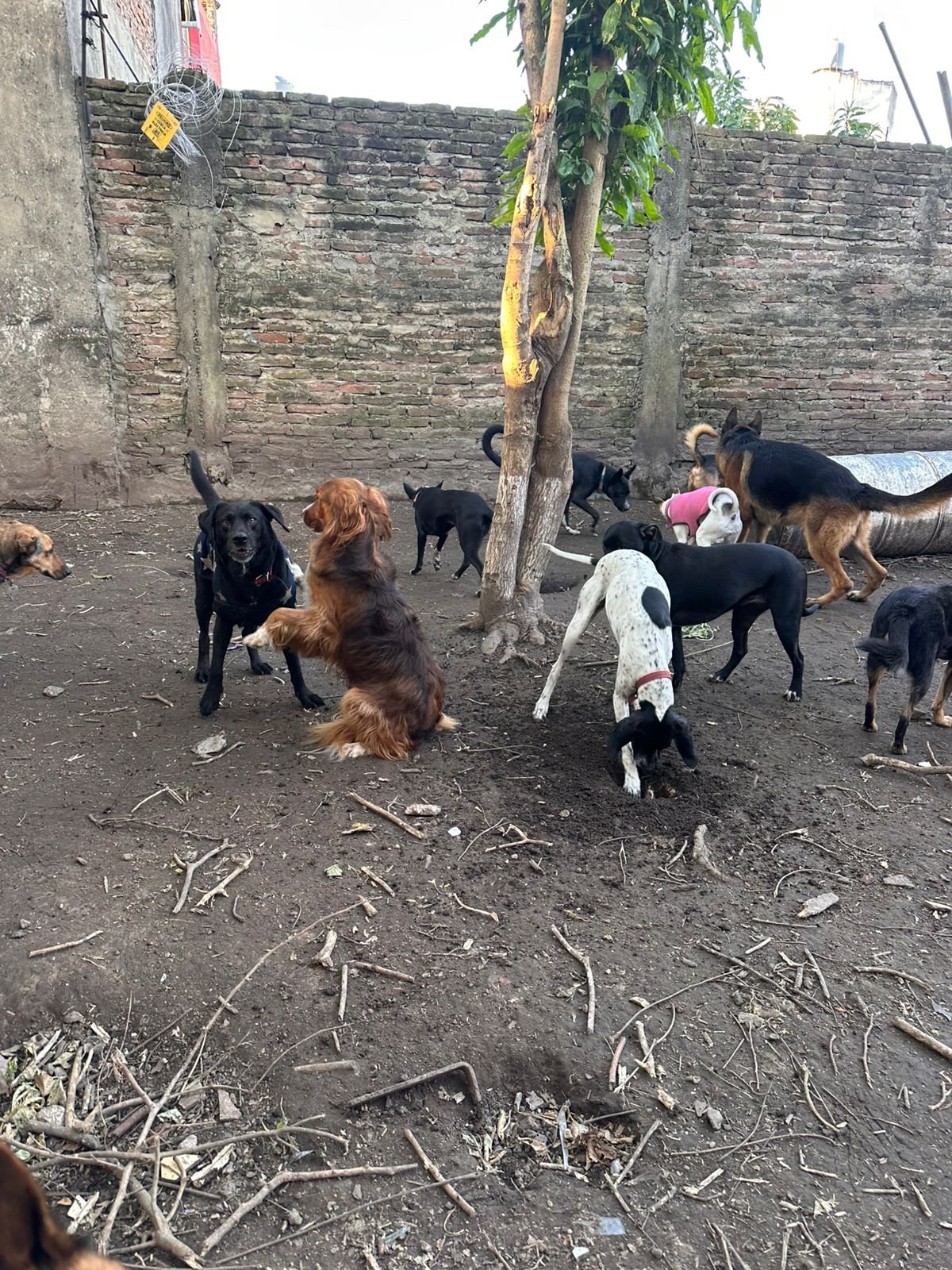 Perros observando el entorno en escuelita canina Eden Perruno en GBA Sur actividades al aire libre