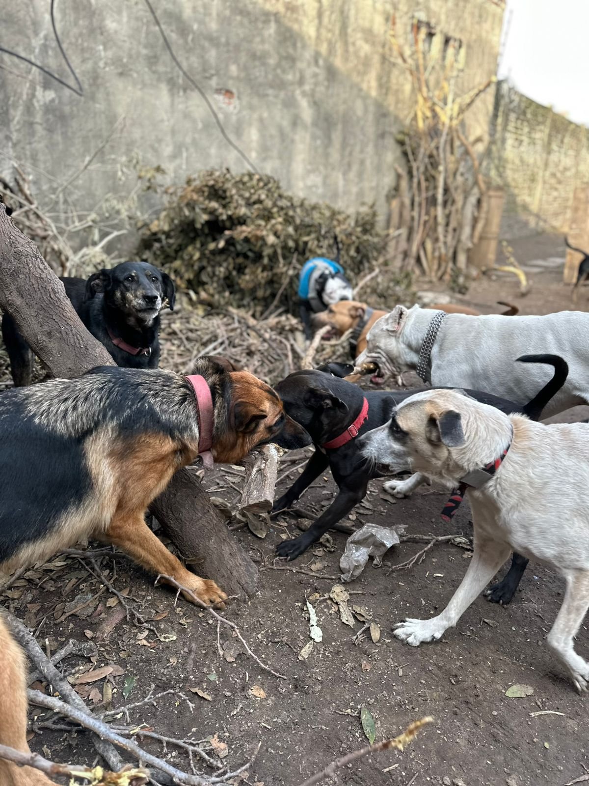 Perros interactuando de forma tranquila en escuelita canina Eden Perruno socialización controlada