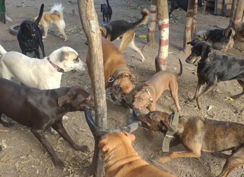 Perros jugando en escuelita canina Eden Perruno en GBA Sur actividades recreativas y socialización