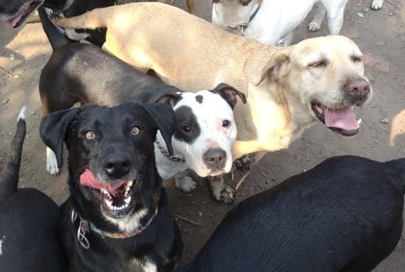 Perros en guardería canina en entorno natural durante jornada de escuelita canina en GBA Sur