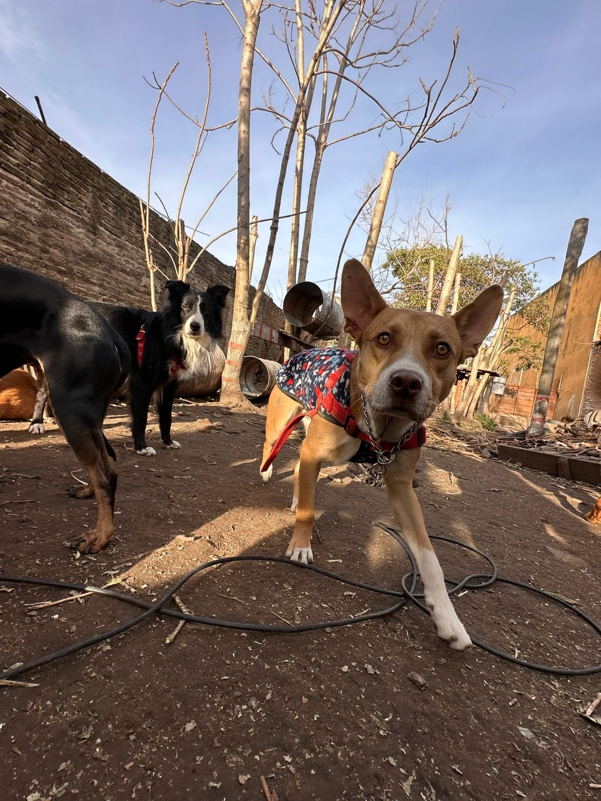 Clase particular de adiestramiento canino en GBA Sur Eden Perruno tutor y perro entrenamiento personalizado