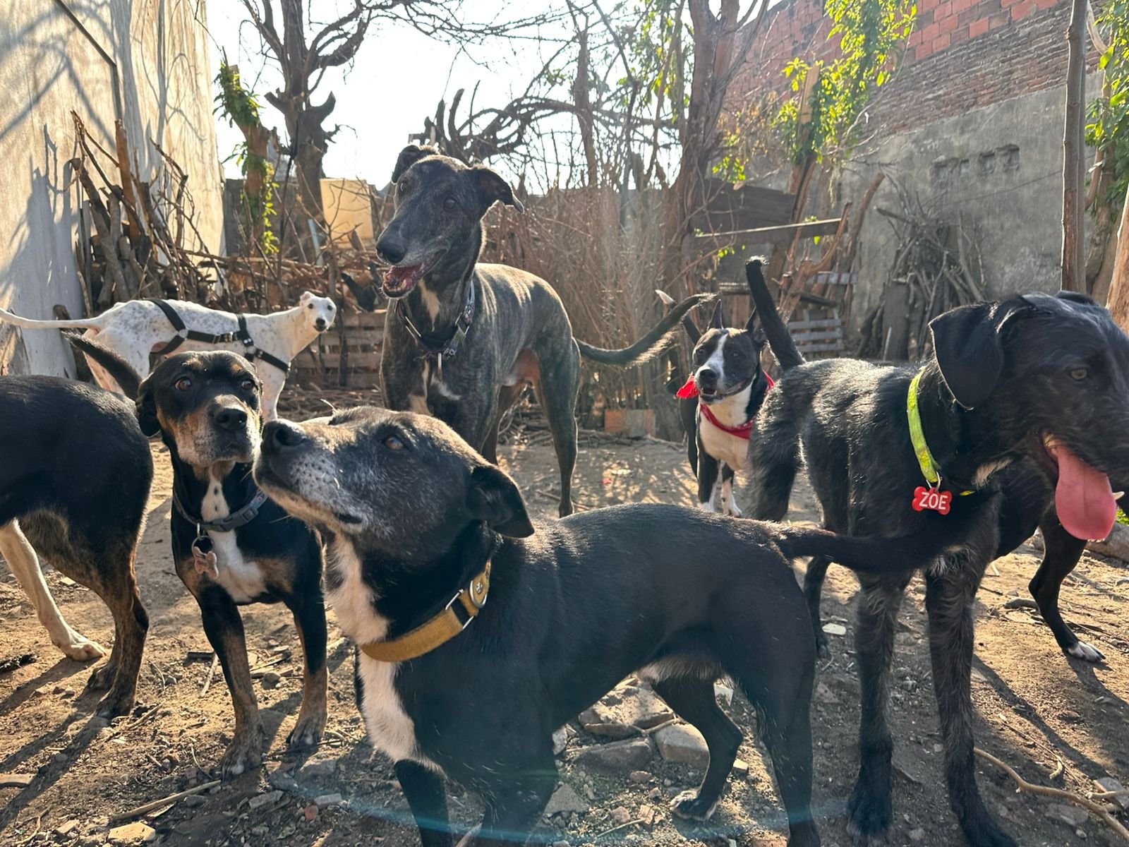 Perros caminando juntos en colectivo de escuelita canina Eden Perruno GBA Sur paseo grupal