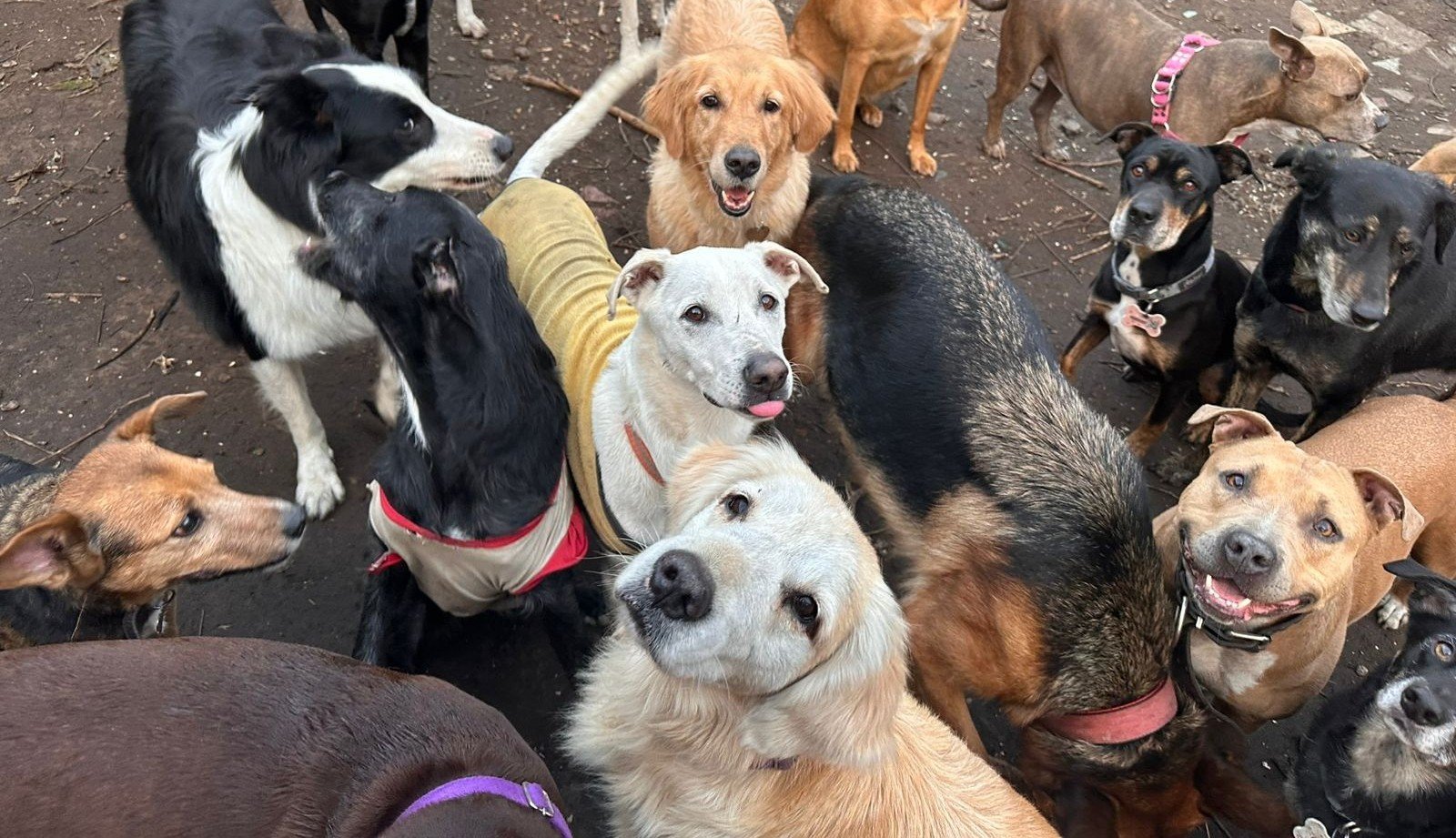 Perros en rutina diaria dentro de escuelita canina Eden Perruno en GBA Sur socialización y actividades grupales