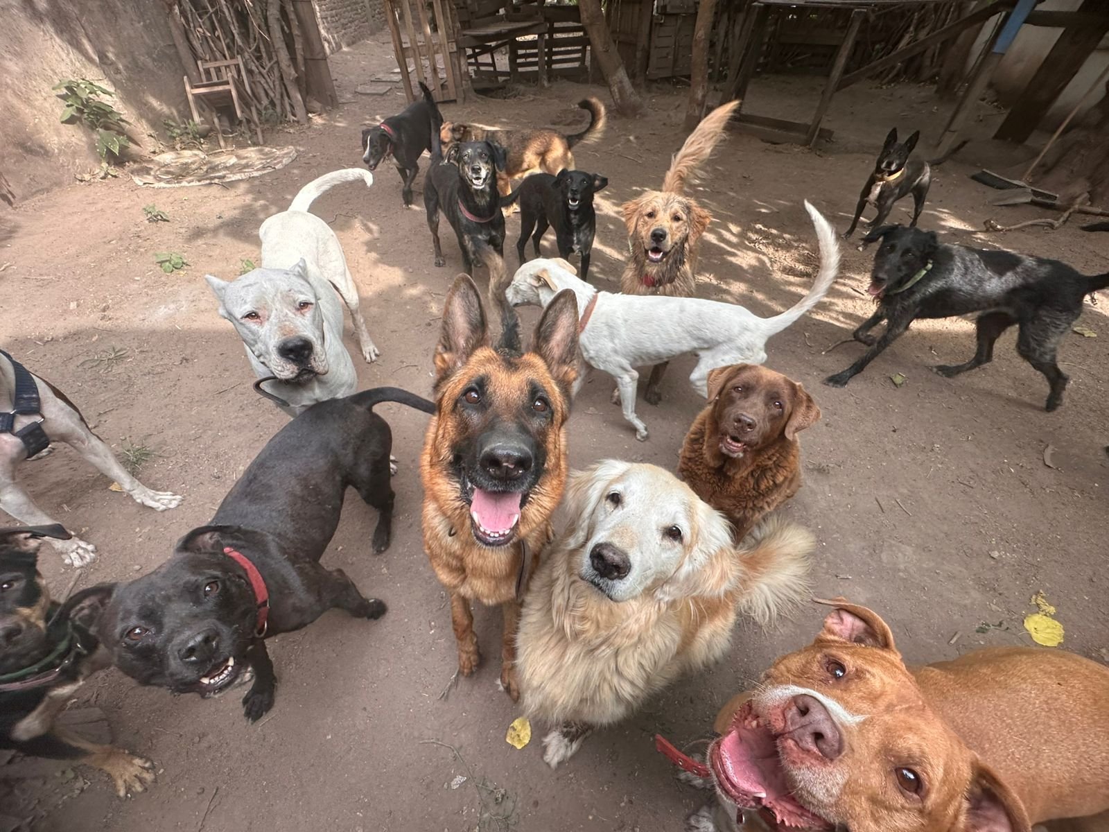 Perros compartiendo espacio en escuelita canina Eden Perruno en GBA Sur socialización y convivencia grupal